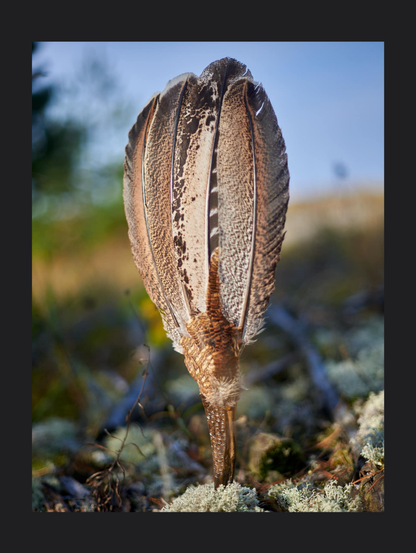 Feathers